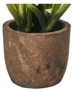 Piante artificiali in set da 4 (altezza 10 cm) Cactus - Casa Selección