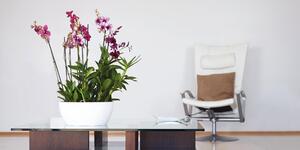 Vaso per piante e fiori Algarve ARTEVASI in plastica colore bianco H 11.5 cm, Ø 23 cm
