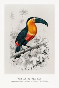 Stampa artistica The Ariel Toucan Bird Zoology - Charles D'Orbigny, (26.7 x 40 cm)