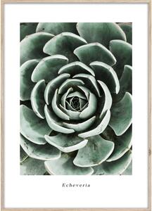Dipinto 50x70 cm Echeveria – Styler