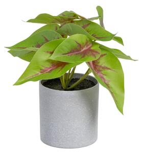 Pianta artificiale (altezza 20 cm) Syngonium - Ixia