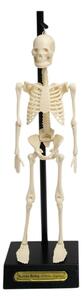 Modello di scheletro anatomico Anatomical Skeleton - Rex London