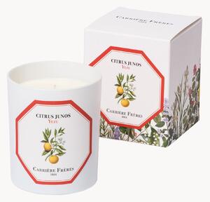 Candela profumata Yuzu (fresca, piccante, tonificante)