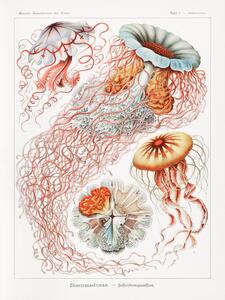 Riproduzione Discomedusae Scheibenquallen, Ernst Haeckel