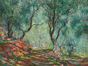 Riproduzione Olive Trees in the Moreno Garden 1884, Claude Monet