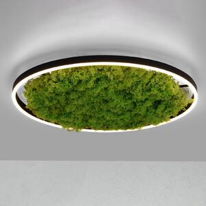 JUST LIGHT. Plafoniera LED Green Ritus muschio dimming Ø58,5cm