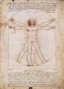 Stampe d'arte Vitruvian Man, Leonardo Da Vinci, (50 x 70 cm)