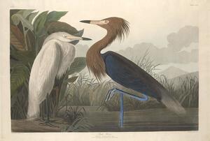 Riproduzione Purple Heron 1835, John James (after) Audubon