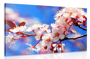 Quadro su tela – Fiore di ciliegio