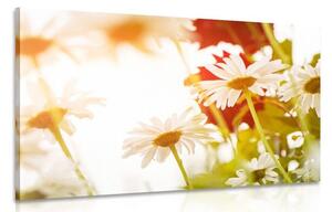 Stampa su tela – Margherite magiche
