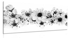 Quadro su tela – Fiori di ciliegio in bianco e nero