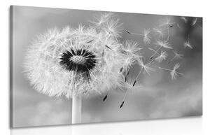 Quadro su tela – Soffione magico in bianco e nero