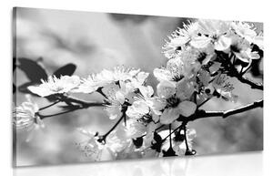 Stampa su tela – Fiore di ciliegio in bianco e nero