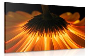 Stampa su tela – Gerbera su sfondo scuro