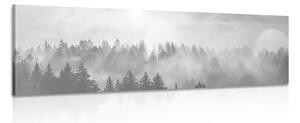 Quadro su tela – Nebbia sopra la foresta in bianco e nero