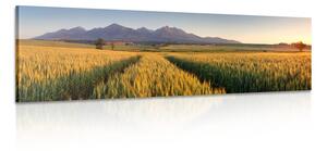 Stampa su tela – Tramonto su campo di grano