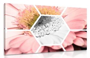 Quadro su tela – Gerbera in esagono