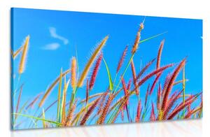 Quadro su tela – Erba selvaggia sotto il cielo blu