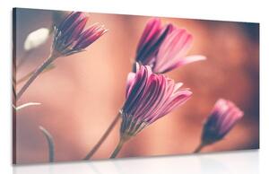 Stampa su tela – Margherite rosa delicate