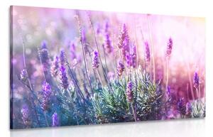 Quadro su tela – Fiori magici di lavanda