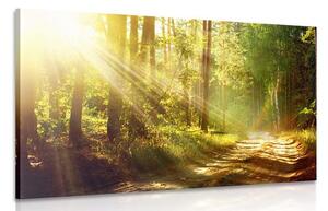 Quadro su tela – Raggi di sole nella foresta