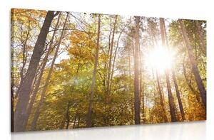 Quadro su tela – Foresta nei colori autunnali