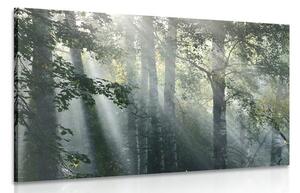 Stampa su tela – Raggi di sole nel bosco nebbioso