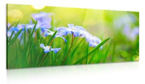 Quadro su tela – Fiori nel prato in primavera