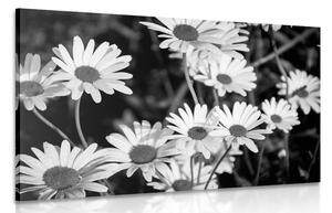 Stampa su tela – Margherite in giardino in bianco e nero
