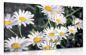 Quadro su tela – Margherite in giardino