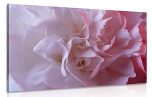 Quadro su tela – Petali di garofano