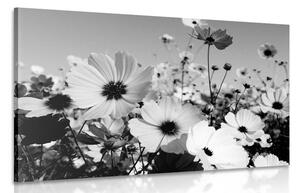 Stampa su tela – Prato di fiori primaverili in bianco e nero