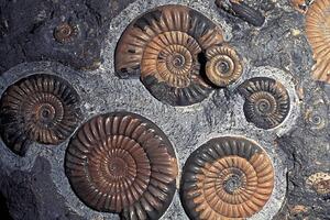 Illustrazione Fossil Ammonites Jurassic Promicroceras Planicosta Uk, Kevin Schafer