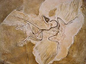 Illustrazione Archaeopteryx Lithographica Fossil, Naturfoto Honal