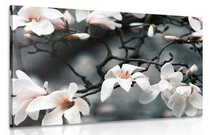 Quadro su tela – Magnolia che si risveglia