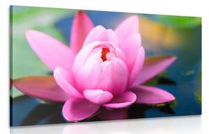 Quadro su tela – Splendido fiore rosa sul lago