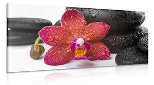 Stampa su tela – Orchidea e pietre Zen su sfondo bianco