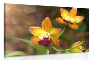 Stampa su tela – Orchidea arancione