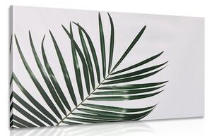 Quadro su tela – Splendido foglia di palma