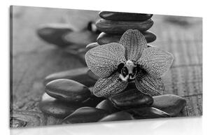 Stampa su tela – Orchidea e pietre Zen in bianco e nero
