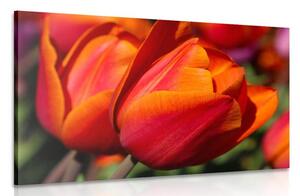 Quadro su tela – Tulipani meravigliosi sul prato