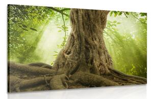 Quadro su tela – Radice dell'albero