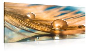 Quadro su tela – Goccia d'acqua su piuma dorata