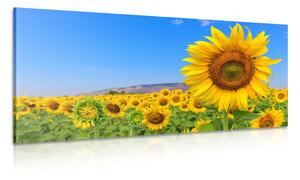 Quadro su tela – Campo di girasoli