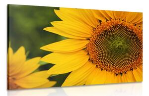 Stampa su tela – Girasole giallo
