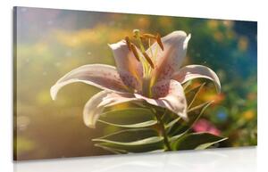 Quadro su tela – Splendido fiore con tocco retrò