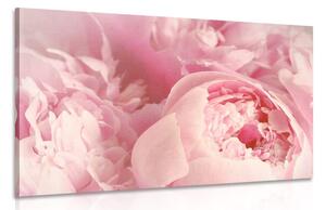 Stampa su tela – Petali di fiore
