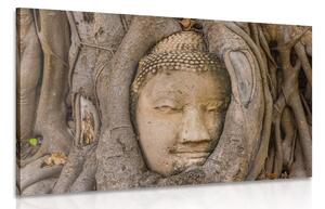 Stampa su tela – Ficus sacro di Buddha