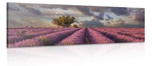 Stampa su tela – Terra dei campi di lavanda