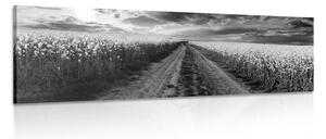 Quadro su tela – Tramonto sul campo in Slovacchia in bianco e nero